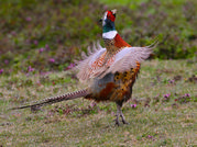 TONY HOWES - PHEASANT DISPLAYING